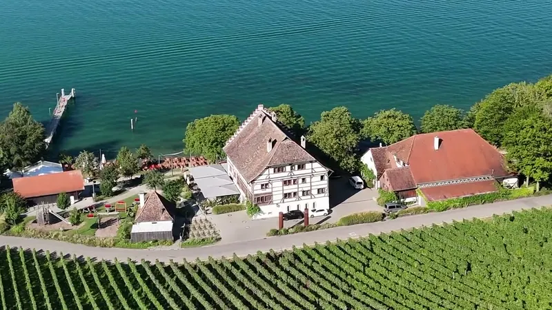 Weinreben am Bodensee, dahinter ein altes Weingut und das Wasser